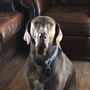 Meet your Posher, Dominique